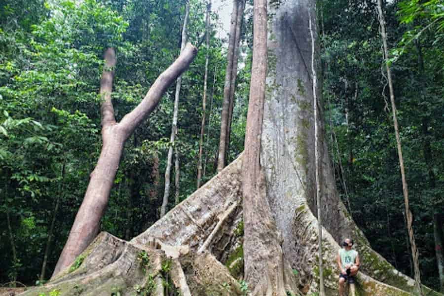 Kuala Lumpur: 3-tägiges Abenteuer im Nationalpark Taman Negara. Foto: GetYourGuide