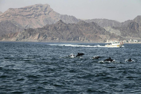 Salalah: Swimming with Dolphins with Lunch &amp; Pick up