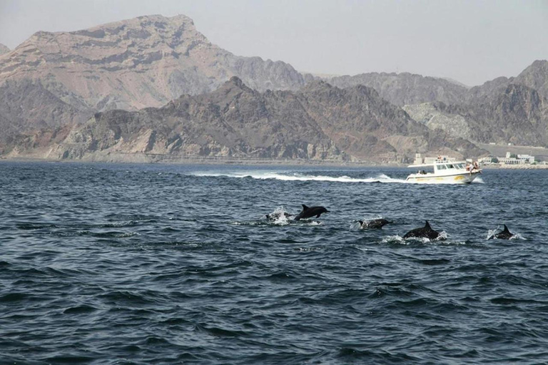 Salalah: Swimming with Dolphins with Lunch &amp; Pick up