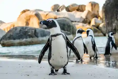 Private Tour:Cape of Good Hop>Chapman’s >Penguin>Seal island