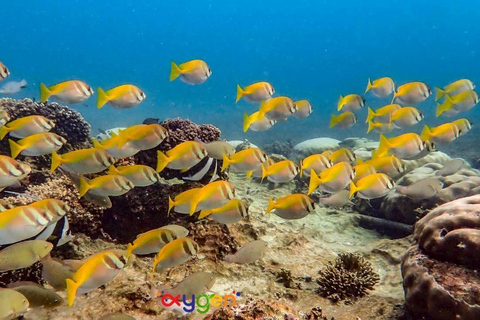 Koh Tao in a Day: Turtles, Hidden Reefs & Nangyuan Viewpoint