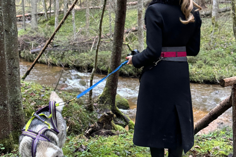 Riga : Randonnée avec des huskys sur le sentier de la nature