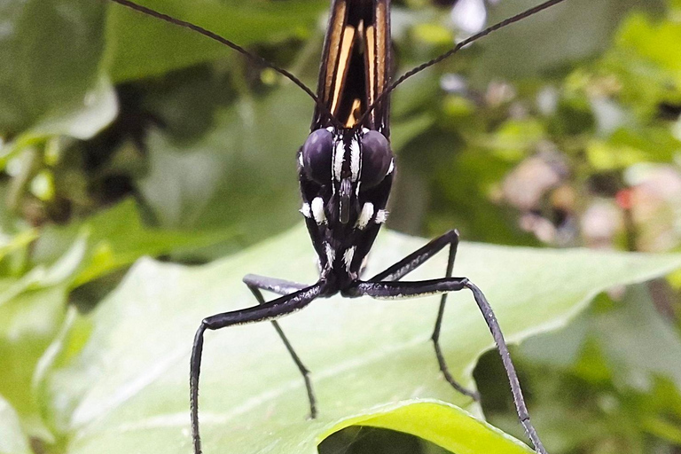 Boquete Butterfly House: Panama's Largest Butterfly Exhibit