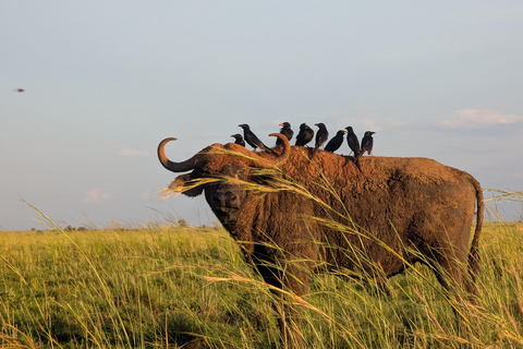 Kampala: 2-Day Best Murchison Falls Wildlife Adventure Tour