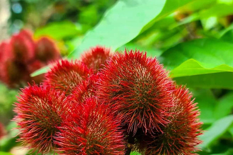 ZANZIBAR: Spice Farm, Jozani Forest, & Relax in Mtende beach Private Tour With Hotel Pickup and drop-off off included