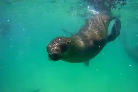 Plettenberg Bay: Seal Viewing Boat Trip