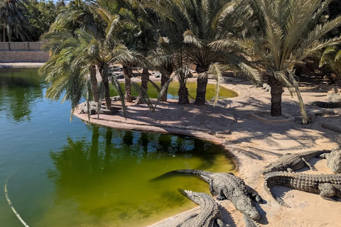 Djerba: Djerba Explore Experience with Crocodiles and Lella Hadhria Museum