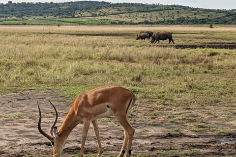 Kigali: Akagera National Park Full-Day Safari Day trip Akagera national park