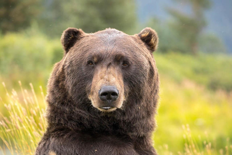 Anchorage: Mount Alyeska Tram & Wildlife Center Tour