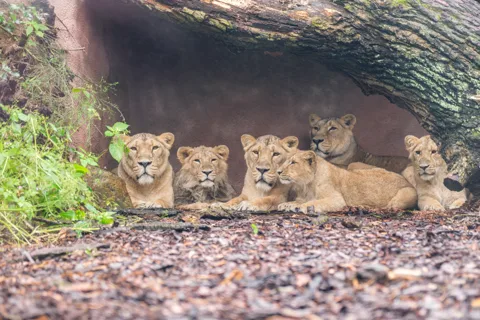 1-day ticket for Schwerin Zoo