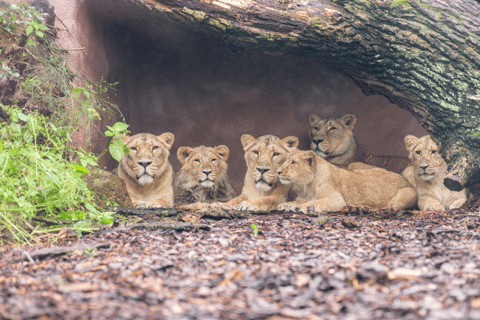 Bilet jednodniowy do zoo w Schwerinie