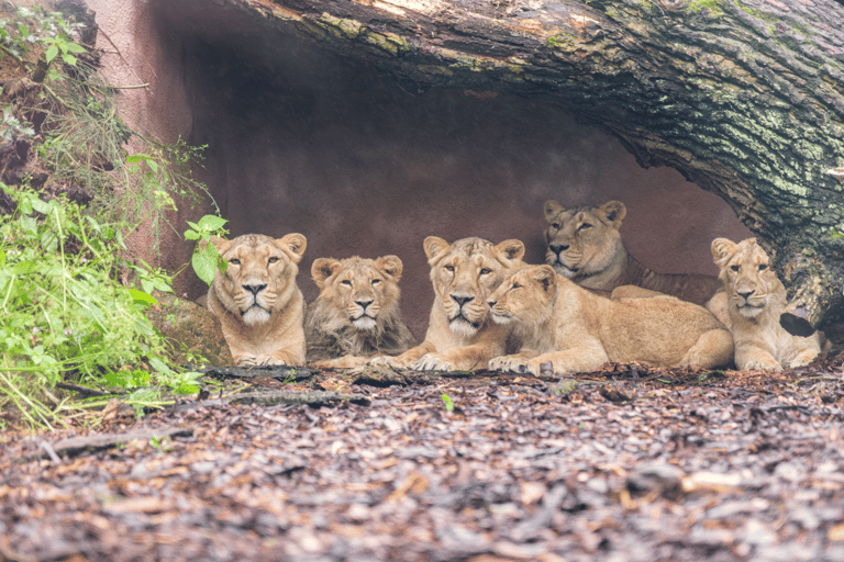 Bilet jednodniowy do zoo w Schwerinie