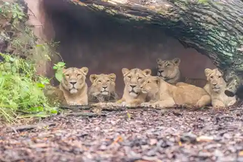 1-day ticket for Schwerin Zoo