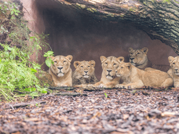 1-day ticket for Schwerin Zoo