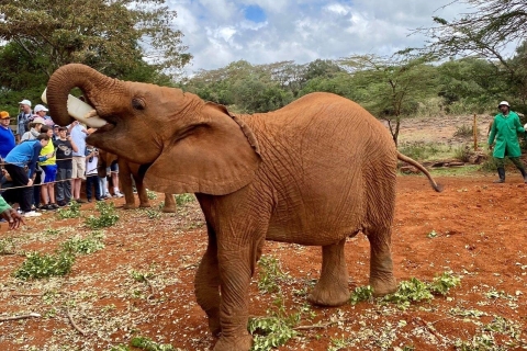 Nairobi: Park Narodowy Nairobi i wycieczka do sierocińca słoni