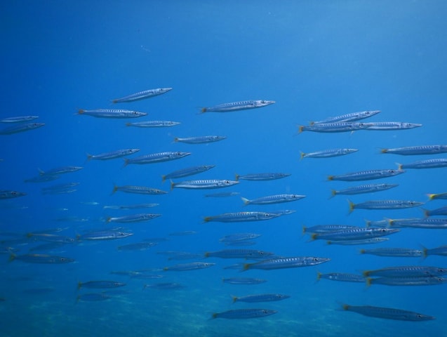 Protaras: snorkelen in Green Bay of boottocht naar MUSAN