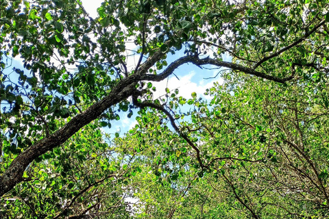From Tagbilaran City/Panglao Island: Bohol Mangrove Kayaking