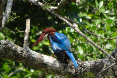 Bentota Village tour By Tuk Tuk