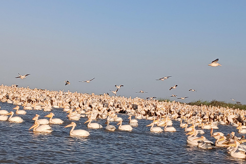 Saint-Louis Tours: Horse-Drawn Carriage Ride, Djoudj Bird Sanctuary, Museum Archipelago Saint-Louis Tours: Horse-Drawn Carriage Ride, Djoudj Park, Museum Archipelago