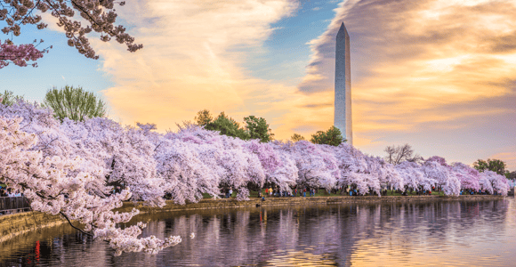 Washington DC Tagestour mit dem Bus von New York City aus