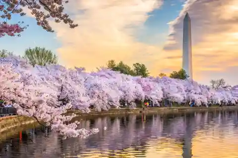 Washington DC Day Trip by Bus from New York City