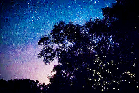 Bongawan Wetland: Proboscis Monkey and Fireflies Shared Tour Shared Tour