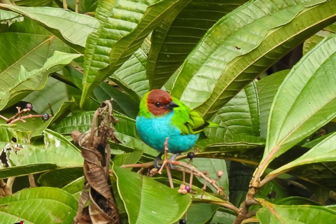 Observação de pássaros TUDO incluído - De Medellín