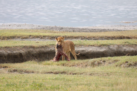 Tanzania : Serengeti, Ngorongoro, and Tarangire Parks Safari