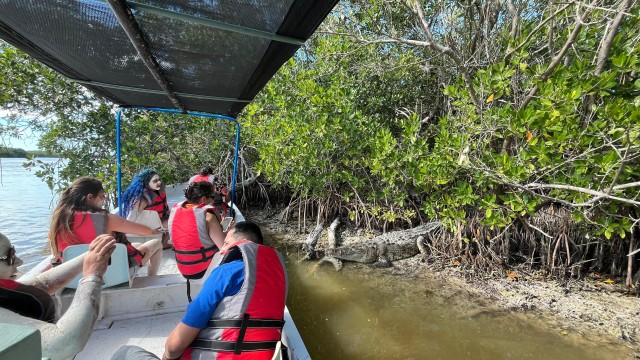 Visit Tour flamingos Rio Lagartos, Yucatan 2 horas in Quintana Roo