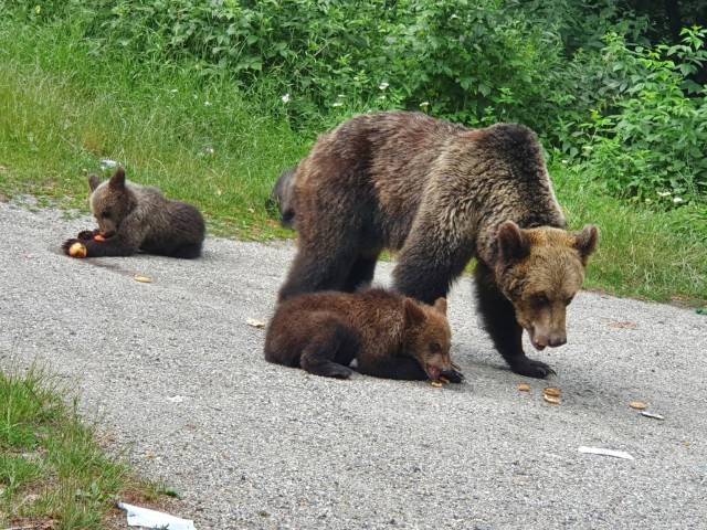 Bears Sanctuary, Bran Castle and Brasov City - Private Tour