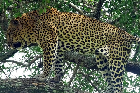 Nairobi: Impala Sanctuary, Kit Mikayi & Ruma Park Tour