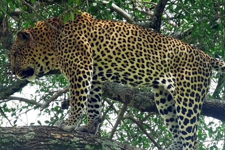 Nairobi: Impala Sanctuary, Kit Mikayi & Ruma Park Tour