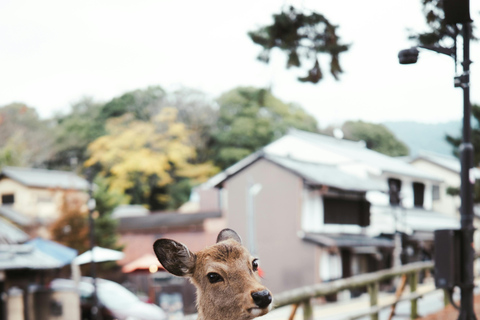 Kyoto/Osaka: Kyoto&Nara Private Customized Guided Tour