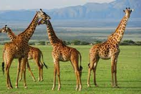 4-dniowe safari w Tanzanii niedrogie safari w domku średniej klasy