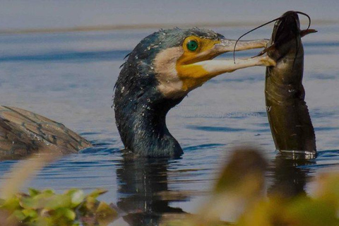 Z Delhi, Agry lub Dżajpuru: wycieczka do rezerwatu ptaków BharatpurZ Delhi, Agry lub Jaipur: wycieczka do rezerwatu ptaków Bharatpur