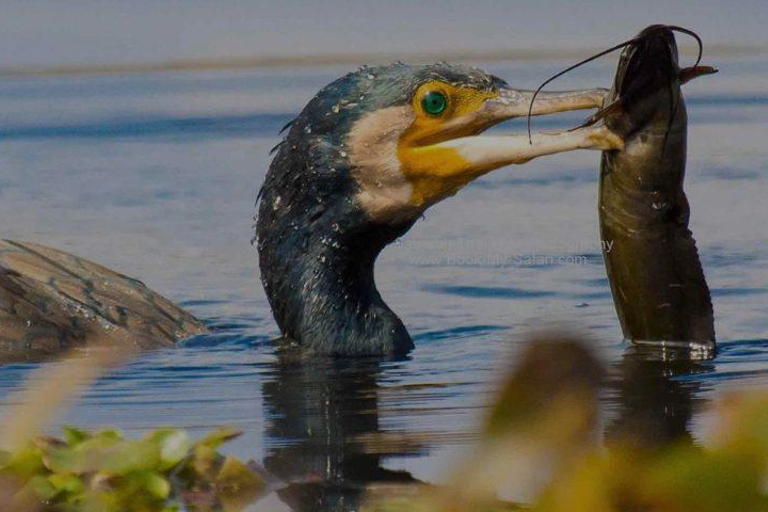 Z Delhi, Agry lub Dżajpuru: wycieczka do rezerwatu ptaków BharatpurZ Delhi, Agry lub Jaipur: wycieczka do rezerwatu ptaków Bharatpur