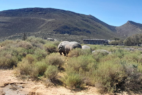 Kapstaden: Aquila big five-safari med transport och lunch