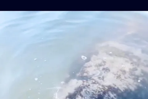 Manatee- och naturtur i Ormond Beach