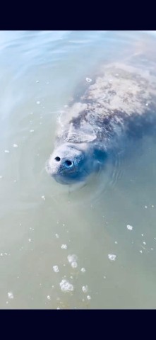 Visit Manatee and Nature Tour of Ormond Beach in Ormond Beach, Florida, USA