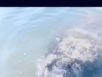 Manatee and Nature Tour of Ormond Beach