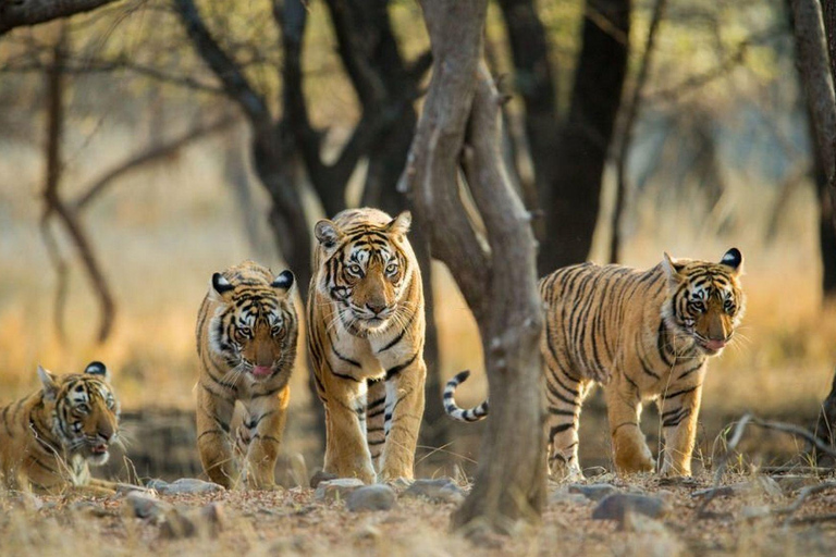 Depuis Jaipur : Safari dans le parc national de Ranthambore avec transferts