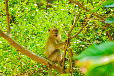 Ko Lanta: Full-Day Mangrove and Sea Cave Kayaking Experience Full Day Sea Cave Kayaking