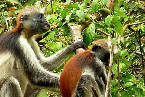 Sansibar: 5-tägige Tour zu Stränden und Kultur