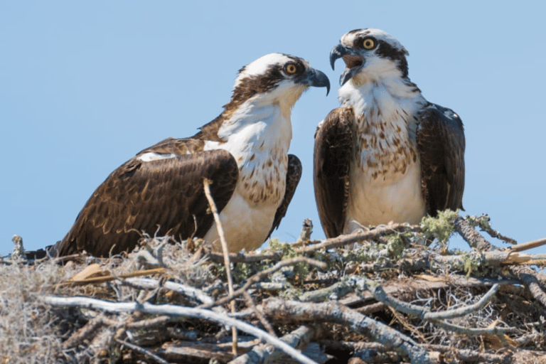 Inverness: Cairngorm Mountains and Highland Folk Museum Tour