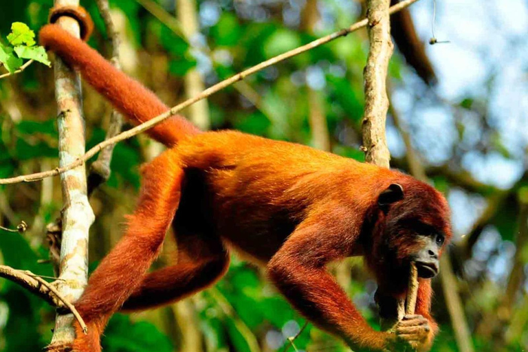 Excursion to Sandoval Lake 4D/3N + birdwatching