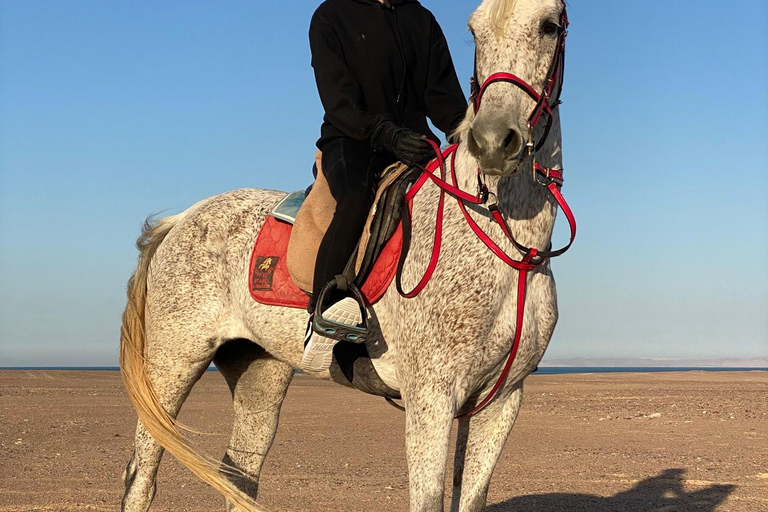 Hurghada: Abenteuerausflug mit Pferden durch die Wüste und zum StrandPrivater Ausritt in Hurghada: Wüste &amp; Strand