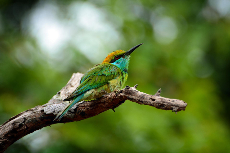 Sri Lanka: Excursão de 3 dias à natureza com floresta tropical e safari