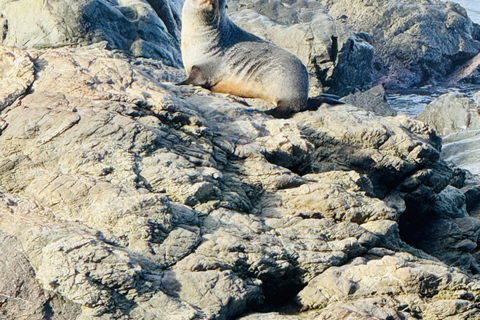 Lyttelton Port: Day Tour 3 options for Cruise Passengers Kaikoura Whale Watching Return Day Tour