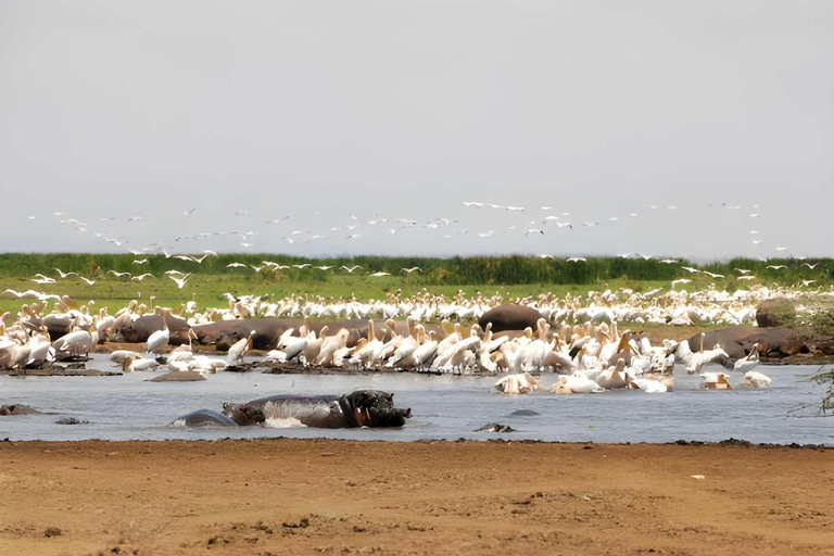 2 days safari Tarangire &Ngorongoro crater (private/joining) 2 days safari Tarangire &Ngorongoro crater (joining-camping)