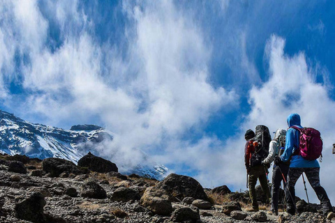 Moshi: Tagestour zum Shira Plateau mit Wanderung und Rundfahrt